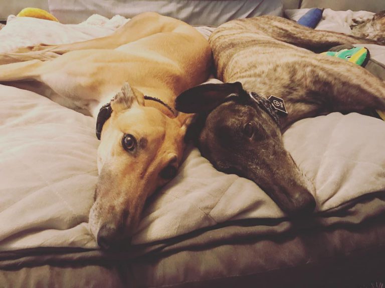 Contact Greyhounds In Motion