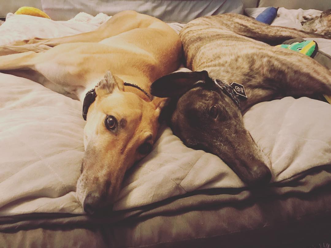 Contact Greyhounds In Motion